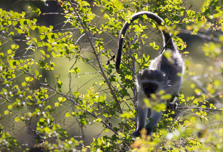 Vervet monkey with blue scrotum climbing a tree in the African savannah where it lives in freedom and in the wild, this animal is a small mammal that lives in the wild climbing and enjoying the trees.の写真素材