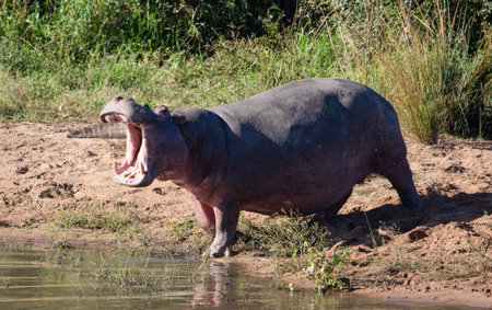 African hippopotamus with its mouth open on the shore of a lake in the African savannah, where African wildlife lives and is a dangerous animal even for safaris.の写真素材