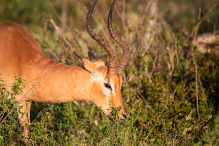 African antelope of the impala species eating grass in the African savannah where it lives in the free and wildlife with the other herbivorous animals.の写真素材