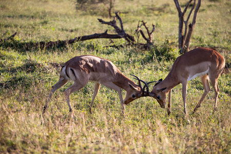 Fight between two male Impala, these antelopes live in the wild in the African savannah and are very territorial, where the winner will be the leader of the herd that lives in the wildlife of the African savannah.の写真素材