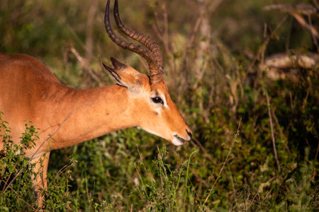 Close-up of an impala which is an African antelope that lives the wildlife of the African savannah where it is free and lives with other herbivorous animals and predators.の写真素材
