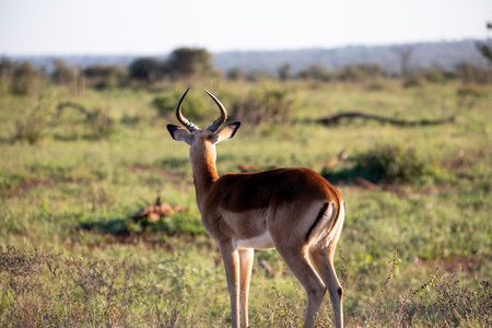 Young male Impala, this antelope lives in the wild in the African savannah, where it protects itself from large predators with other herbivorous animals such as zebras, gazelles and others.の写真素材