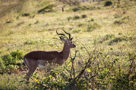 Impala male attentive to the wildlife of the African savannah where this African antelope lives, this herbivorous animal observes the African danger posed by large predators.の写真素材