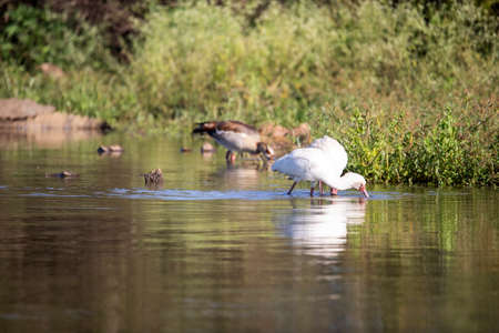 African tantalus, yellow-billed red-faced stork fishing in the African savannah with other wild and...
