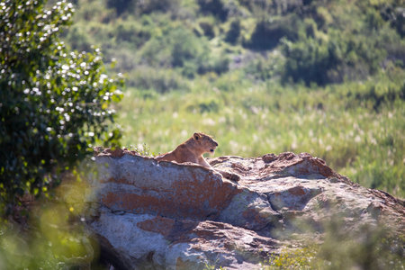 Lionesses on the brown rocky elevated surface of the African savannah, from this elevated location this large predator controls its entire African territory.の写真素材