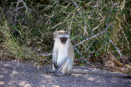 The green cercopithecus or vervet, commonly called tumbili, is a monkey that lives in the trees of the African savannah of the Kruger National Park in South Africa, it is easy to see in the trees.の写真素材