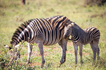 Zebra calf watching its mother eating in the African savannah of South Africa, these herbivorous animals are often seen on wildlife safaris.の写真素材