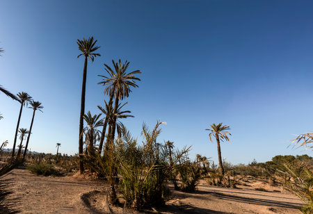 Panoramic photo of one of the most beautiful places in Marrakech (Morocco) which is full of palm...
