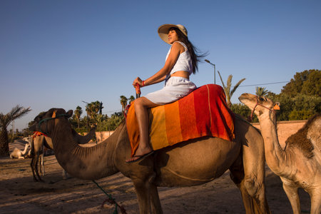 Sexy tourist on a dromedary or camel in the desert of the palm grove of Marrakech in Morocco, this...