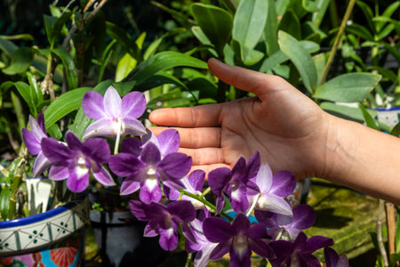 Photograph of a hand touching some beautiful and colorful flowers in a bromeliad and orchid park in Xcaret Park in Mexico, a place very visited by tourists in the Mexican Mayan Riviera.の写真素材