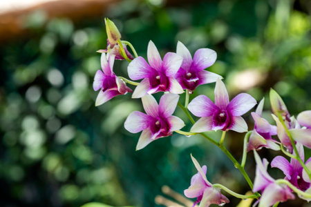 Beautiful lilac and white orchid flowers in a park full of vegetation such as flowers and plants of Xcaret in Mexico, is located in the Mayan Riviera, a place very visited by tourists.の写真素材