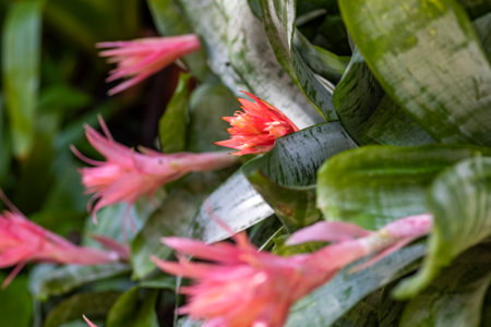 Bromeliad flowers in a park full of vegetation such as flowers and plants in Xcaret in Mexico, located in the Mayan Riviera, a place very visited by tourists.の写真素材
