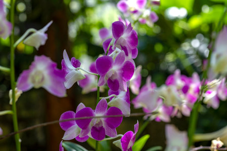 Beautiful white and purple orchid in a garden with many flowers and plants in Xcaret Park in Mexico, a very touristic place in the Mayan Riviera.の写真素材