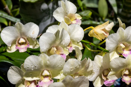 Beautiful white orchid flowers in a park full of vegetation such as flowers and plants in Xcaret in Mexico, located in the Mayan Riviera, a place very visited by tourists.の写真素材