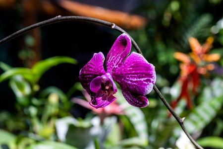 Flower of a beautiful lilac and violet orchid in a park full of vegetation such as flowers and plants in Xcaret in Mexico, located in the Mayan Riviera, a place very visited by tourists.の写真素材
