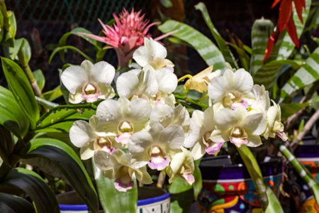 Beautiful white orchid flowers with a bromeliad in the background in a park full of vegetation such as flowers and plants of Xcaret in Mexico, is located in the Mayan Riviera, a very visited place.の写真素材
