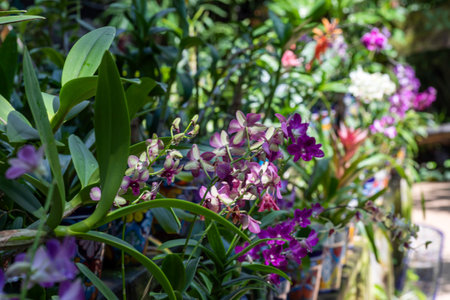 Beautiful colorful mural of white and purple orchids in a garden with many flowers and plants at Xcaret Park in Mexico, a very touristic place in the Mexican Mayan Riviera.の写真素材