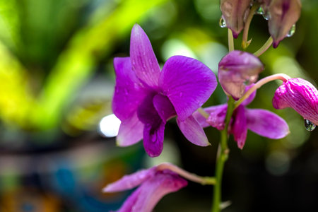 Beautiful colorful orchid flower in the surroundings of Xcaret Park in the Mexican Mayan Riviera, a place very visited by tourists and travelers.の写真素材