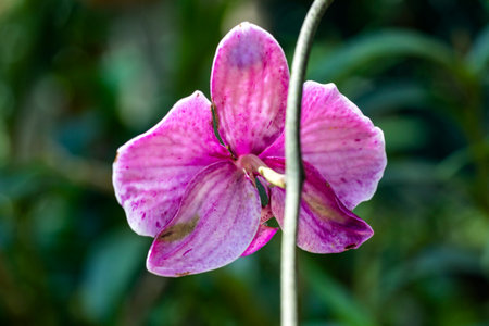 Beautiful colorful flower of an orchid in the jungle environment of Xcaret Park in the Mexican Mayan Riviera, a place very visited by tourists and travelers.の写真素材