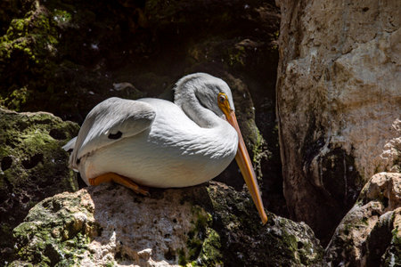 Pelican resting on a rock next to a waterfall in the tropical jungle in the Mexican Mayan Riviera, this is a very sought after bird by tourists and travelers.の写真素材
