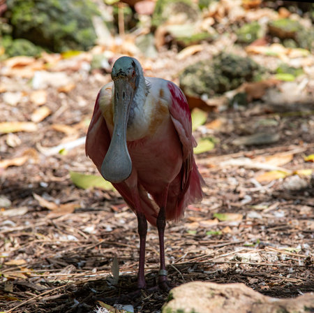 Beautiful specimen of a pink spatula bird that looks like a pelican on the bank of a river in the tropical jungle of the Mayan Riviera of Mexico, it is a beautiful bird and pink and cheerful.の写真素材