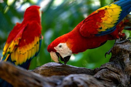 Pair of red macaw in a tree, also known as red parrot belonging to the ara macao family and it is a...