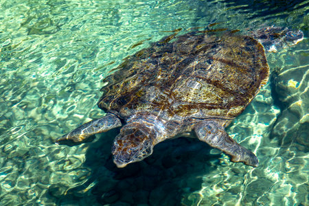 Sea turtle swimming in Xcaret in the Mayan Riviera of Mexico, this is a place for the breeding of this type of marine animals that come annually to the town of Akumal to lay their eggs on its beaches.の写真素材