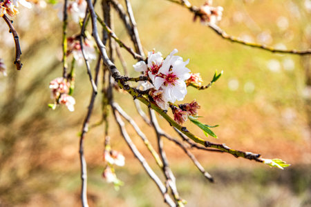 Photograph of an almond blossom on a tree branch with a scenery of the countryside and under the radiant rays of the early spring sun this is a spectacular scene with the countryside in the backgroundの写真素材