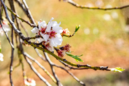 Almond blossom on a tree branch with the beautiful scenery of the countryside and under the radiant rays of the early spring sun, this is a spectacular scene with the countryside in the background.の写真素材