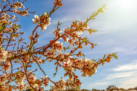 Beautiful almond tree branches in full bloom under the radiant and warm rays of the sun in early spring, this is a spectacular and very beautiful scenery of the countryside.の写真素材