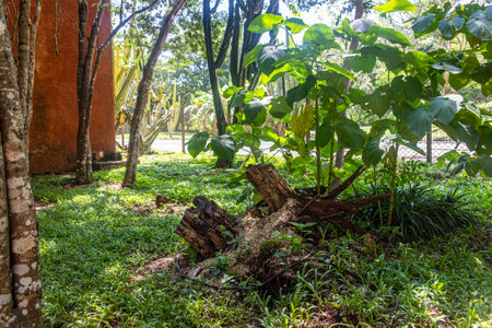 Stone construction in the middle of the tropical jungle covered with vegetation, it is an ancient construction that attracts the attention of hikers, tourists and travelers.の写真素材
