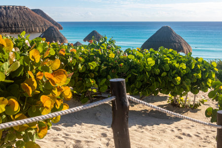 Vegetation of the paradisiacal beach of playa delfines in the city of Cancun (Mexico). Tropical and paradisiacal white and golden sand beaches with a paradisiacal turquoise sea in the background.の写真素材