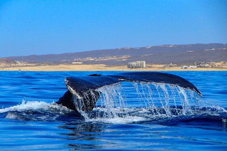 Tail of a humpback whale emerging from the deep sea waters of Cabo San Lucas in Baja California Sur,...