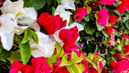 Variety of bougainvillea flowers of all kinds of colors that are perennial, climbing, woody plants that reach great height. Concept varied and colorful plants.の写真素材