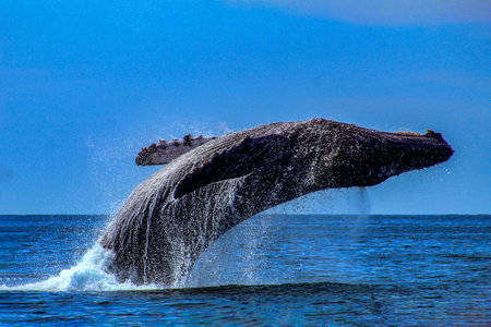Humpback whale jumping after emerging from the deep sea and falling into the sea off the Mexican...