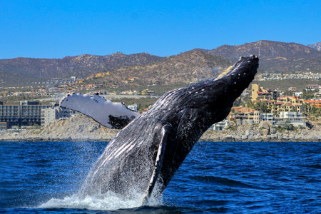 Sighting of a humpback whale off the Mexican coast of Cabo San Lucas emerging from the deep sea after migrating from the cold waters of Alaska to the warm Mexican waters of the Pacific Ocean.の写真素材