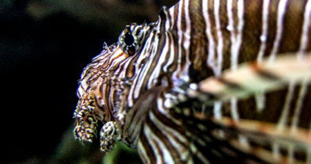 Beautiful and great specimen of the lionfish, also known erroneously as the scorpionfish at the...