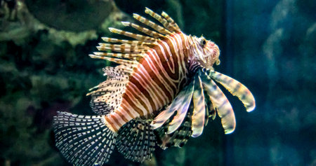 Photo of a beautiful and large specimen of the lionfish, also known erroneously as the scorpionfish at the Shark Reef Aquarium at Mandalay Bay.の写真素材