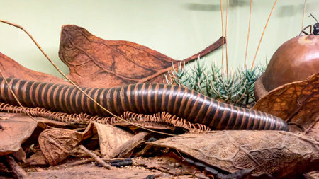 Centipedes and worms that inhabit the earth and the subsoil, at the American Museum of Natural...