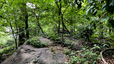 The exuberant vegetation of Central Park is a public urban park located in the metropolitan district of Manhattan, in the city of New York (USA).の写真素材