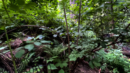 Vegetation of Central Park which is a public urban park located in the metropolitan district of Manhattan, in the city of New York (USA).の写真素材
