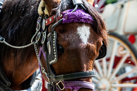 Rickshaw or horse-drawn carriage ride in Central Park, which is a public urban park located in the metropolitan district of Manhattan, in the Big Apple of New York City (United States).の写真素材