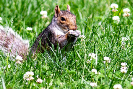 Squirrel enjoying and eating in Central Park which is a public urban park located in the metropolitan district of Manhattan, in the Big Apple in New York City (USA).の写真素材