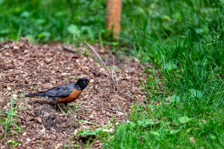 Robin bird in Central Park which is a public urban park located in the metropolitan district of Manhattan, in the Big Apple in New York City (USA).の写真素材