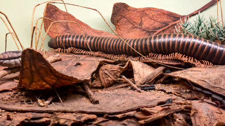 Diorama of a centipede and worm that inhabits the earth and the subsoil, at the American Museum of...