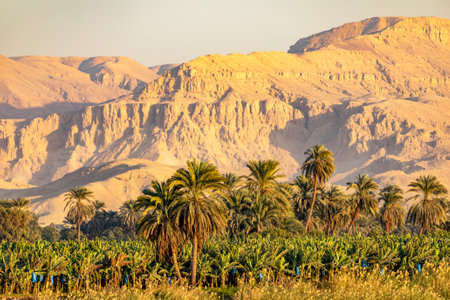 The incredible contrast between the lush green Nile valley and the arid Sahara desert, the palm...