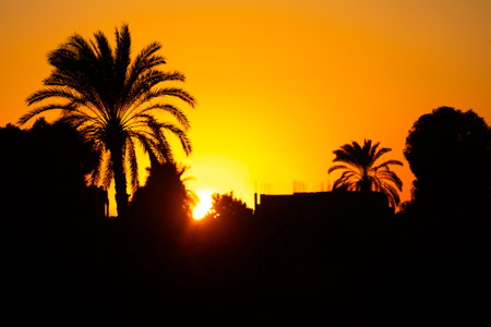 Experience the magic of the golden hour as you gaze upon this captivating silhouette of a palm tree standing tall in the desert. The warm hues of the sunset create a truly magical atmosphere.の写真素材