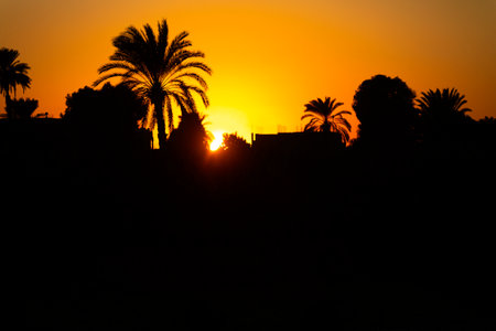 The tranquility of the desert with this stunning silhouette of a lone palm tree in front of a vibrant sunset. The peaceful image perfectly encapsulates the beauty and serenity of the desert landscape.の写真素材
