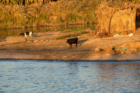 Herd of black and white spotted cows grazing peacefully on the banks of the Nile River during an orange sunset, with palm trees in the background.の写真素材