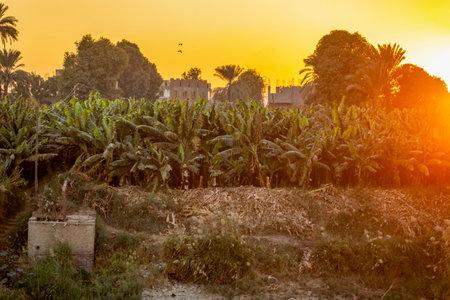 The authentic oasis of the Nile River, which is a symphony of sunsets in the Sahara desert, where the sky is tinged with warm colors like orange and red.の写真素材